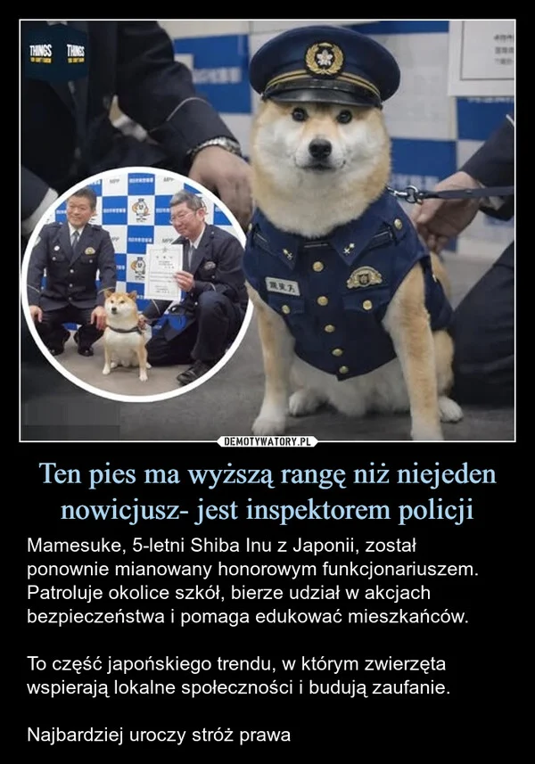 
    Ten pies ma wyższą rangę niż niejeden nowicjusz- jest inspektorem policji