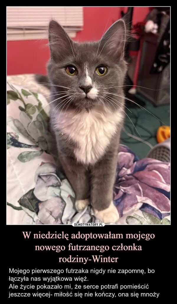 
    W niedzielę adoptowałam mojego nowego futrzanego członka rodziny-Winter