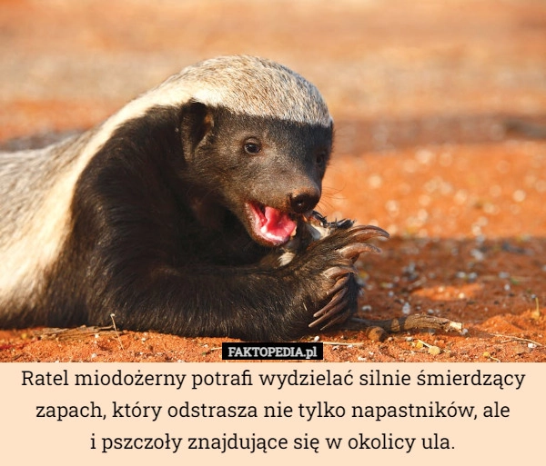 
    Ratel miodożerny potrafi wydzielać silnie śmierdzący zapach, który odstrasza