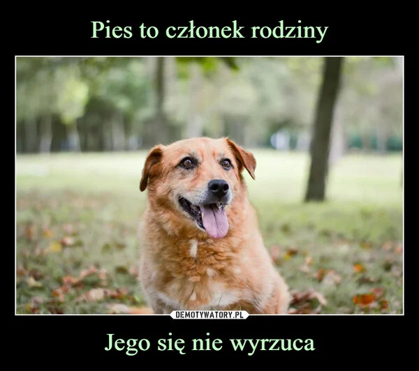 
    Pies to członek rodziny Jego się nie wyrzuca