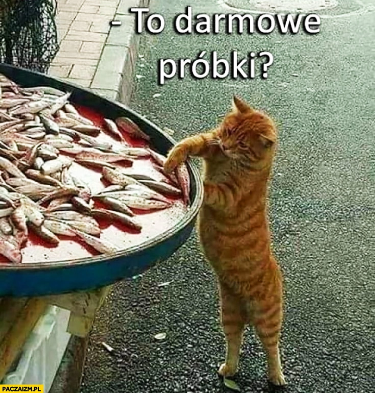 
    Kot pyta to bezpłatne darmowe próbki? Talerz szprotek