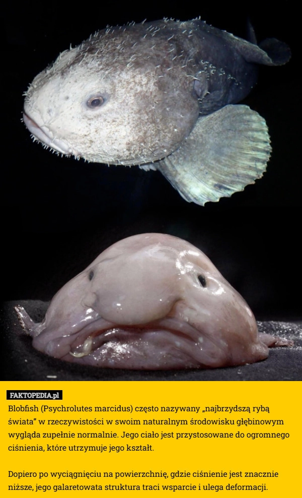 
    Blobfish (Psychrolutes marcidus) często nazywany „najbrzydszą rybą świata”