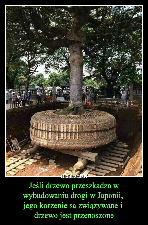 
    Jeśli drzewo przeszkadza w wybudowaniu drogi w Japonii, 
jego korzenie są związywane i 
drzewo jest przenoszone