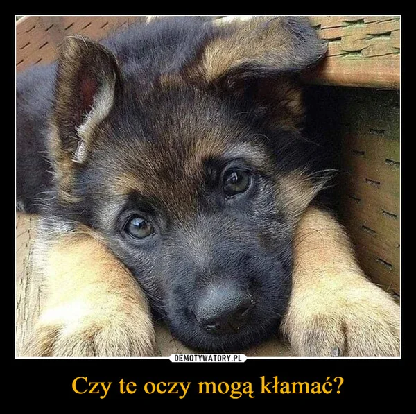 
    Czy te oczy mogą kłamać?