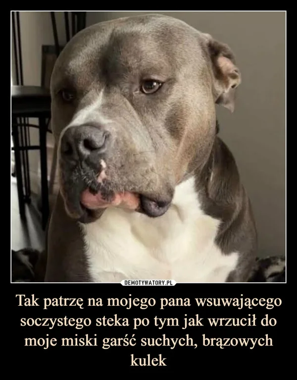 Tak patrzę na mojego pana wsuwającego soczystego steka po tym jak wrzucił do moje miski garść suchych, brązowych kulek