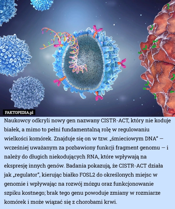 
    Naukowcy odkryli nowy gen nazwany CISTR-ACT, który nie koduje białek, a