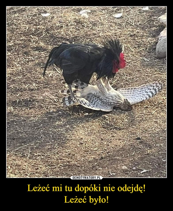 
    Leżeć mi tu dopóki nie odejdę!
Leżeć było!