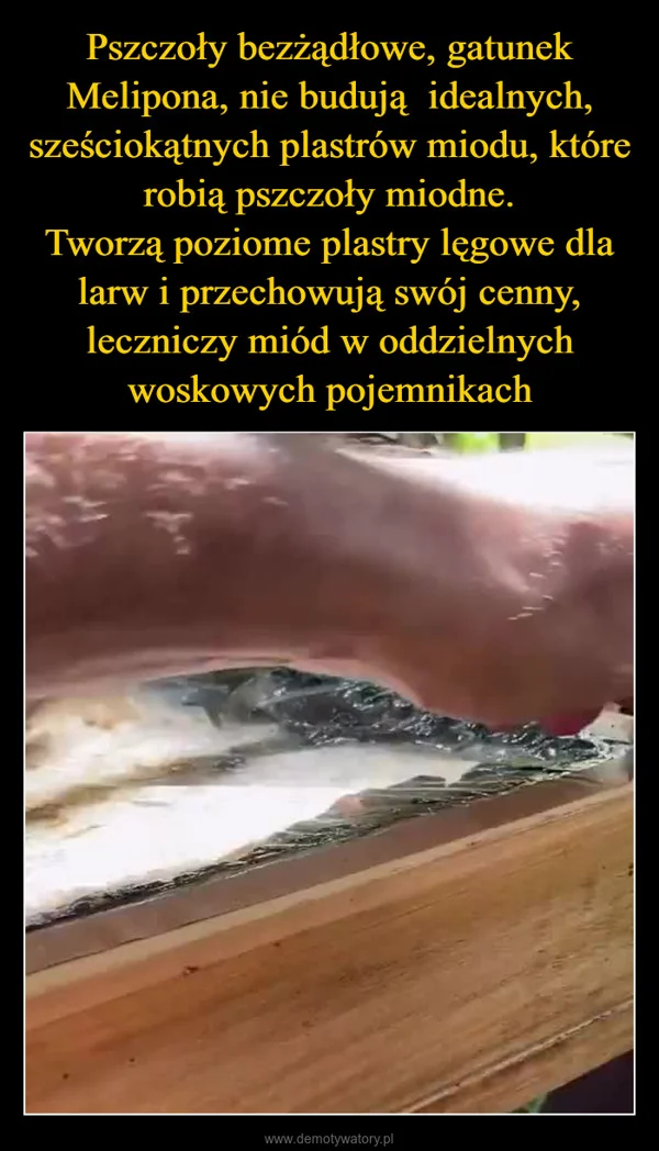 
    Pszczoły bezżądłowe, gatunek Melipona, nie budują idealnych, sześciokątnych plastrów miodu, które robią pszczoły miodne. Tworzą poziome plastry lęgowe dla larw i przechowują swój cenny, leczniczy miód w oddzielnych woskowych pojemnikach