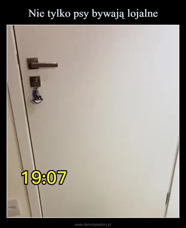 Nie tylko psy bywają lojalne