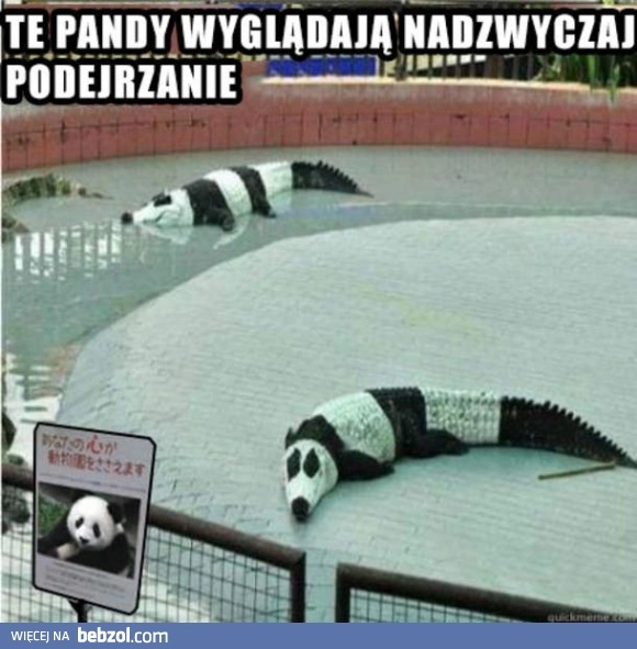 
    Podejrzane pandy