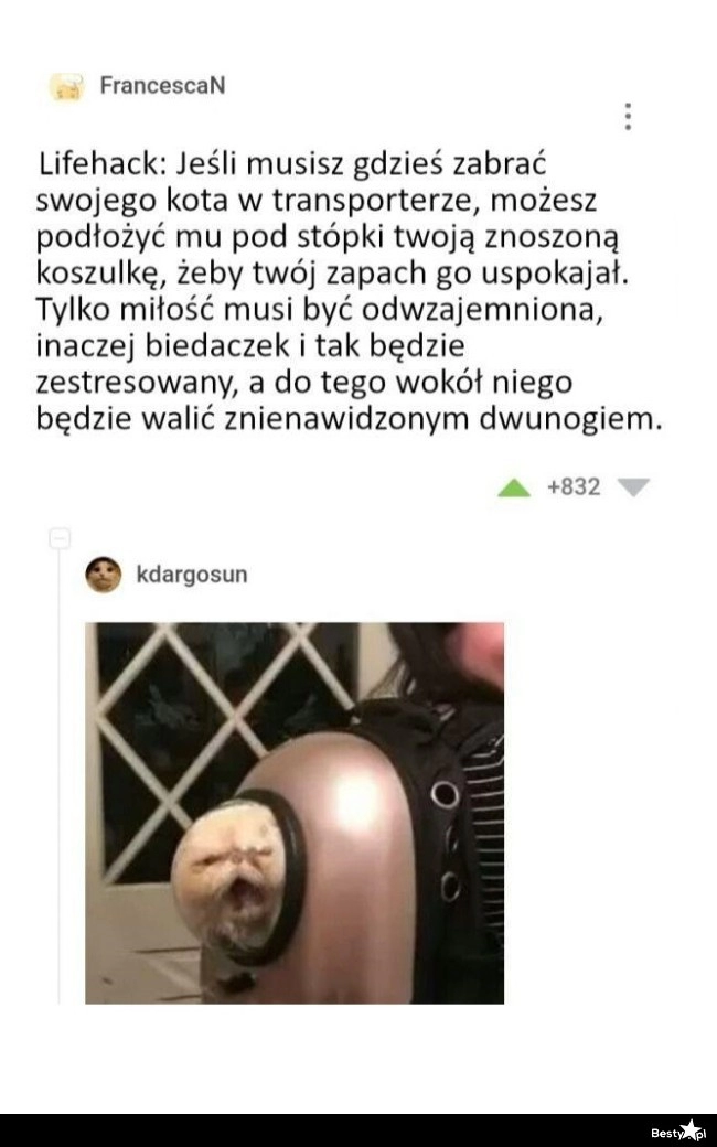 
    Podróż z kotem 