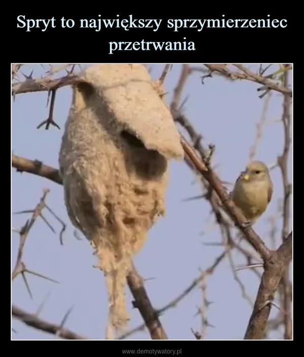 
    Spryt to największy sprzymierzeniec przetrwania