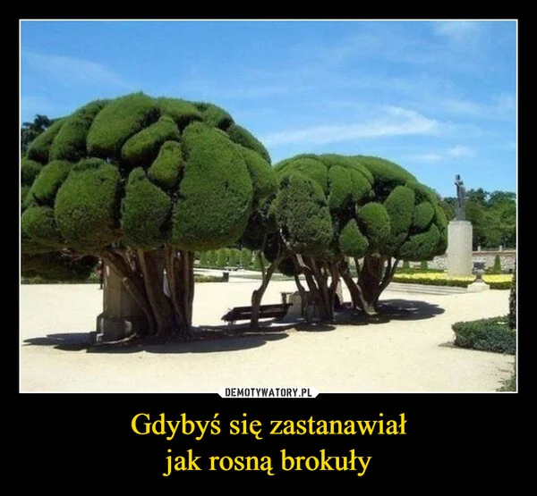 
    Gdybyś się zastanawiał jak rosną brokuły