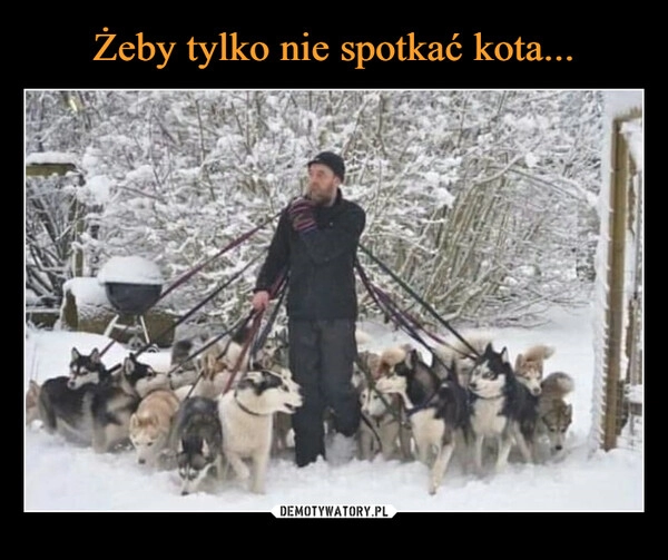 
    Żeby tylko nie spotkać kota... 