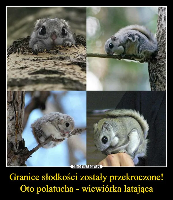 
    Granice słodkości zostały przekroczone! Oto polatucha - wiewiórka latająca