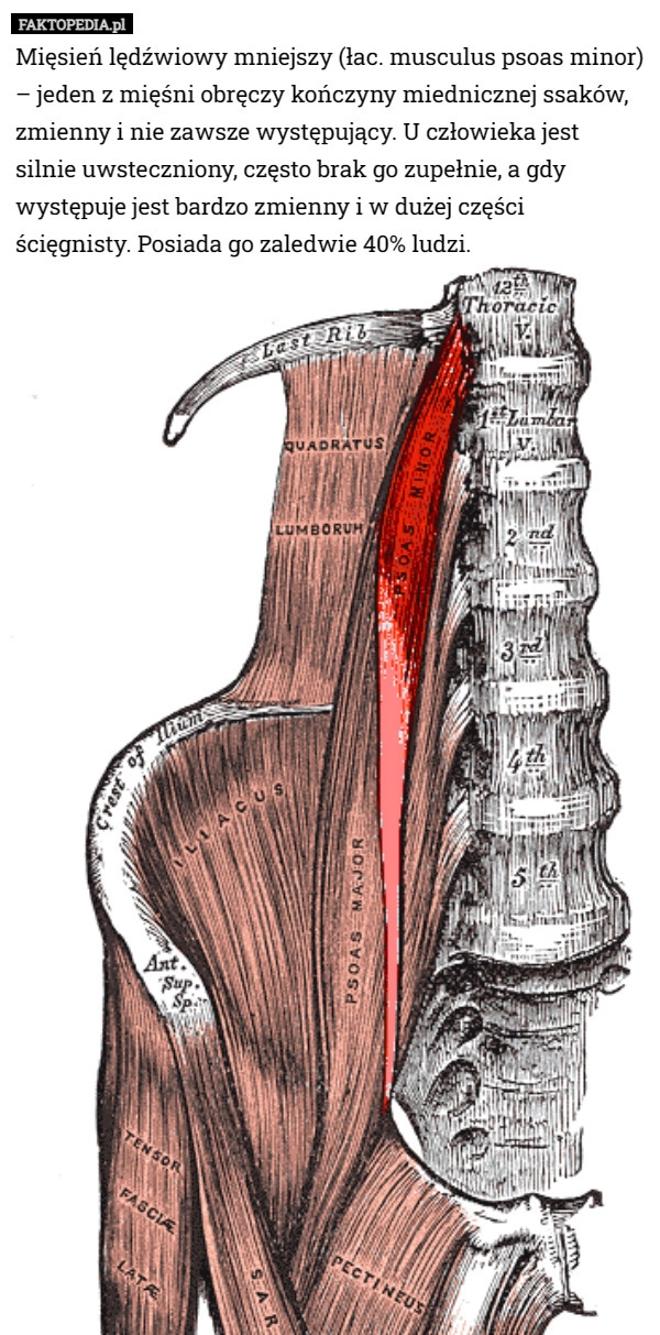 
    Mięsień lędźwiowy mniejszy (łac. musculus psoas minor) – jeden z mięśni...