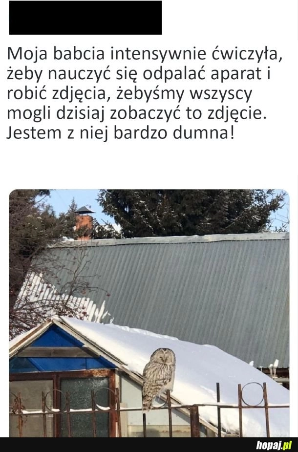 
    Zdjęcie sowy