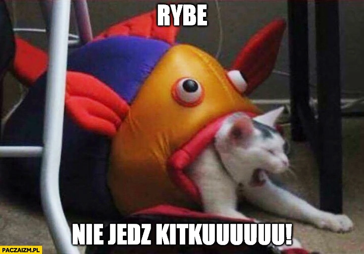 
    Rybe nie jedz kitku ryba zabawka zjada kota