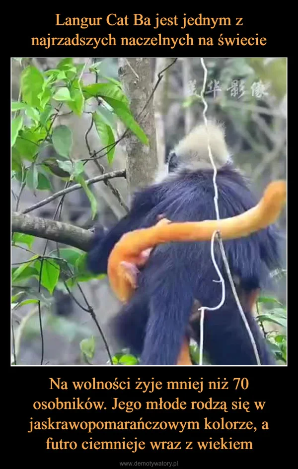 
    Langur Cat Ba jest jednym z najrzadszych naczelnych na świecie Na wolności żyje mniej niż 70 osobników. Jego młode rodzą się w jaskrawopomarańczowym kolorze, a futro ciemnieje wraz z wiekiem