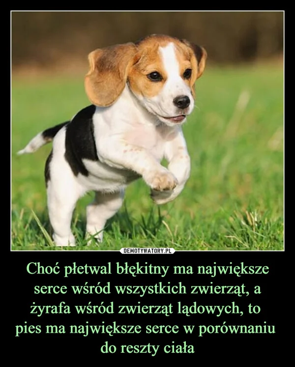 Choć płetwal błękitny ma największe serce wśród wszystkich zwierząt, a żyrafa wśród zwierząt lądowych, to pies ma największe serce w porównaniu do reszty ciała