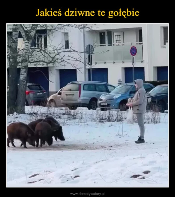 
    Jakieś dziwne te gołębie
