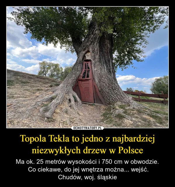 
    Topola Tekla to jedno z najbardziej niezwykłych drzew w Polsce
