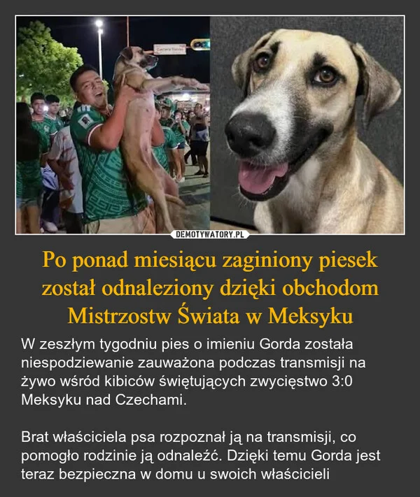 
    Po ponad miesiącu zaginiony piesek został odnaleziony dzięki obchodom Mistrzostw Świata w Meksyku