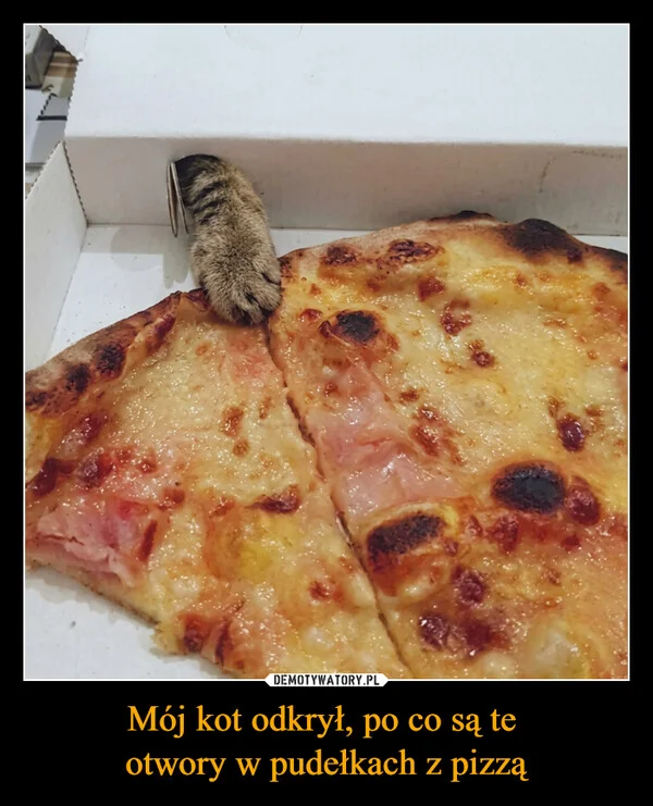 
    Mój kot odkrył, po co są te otwory w pudełkach z pizzą