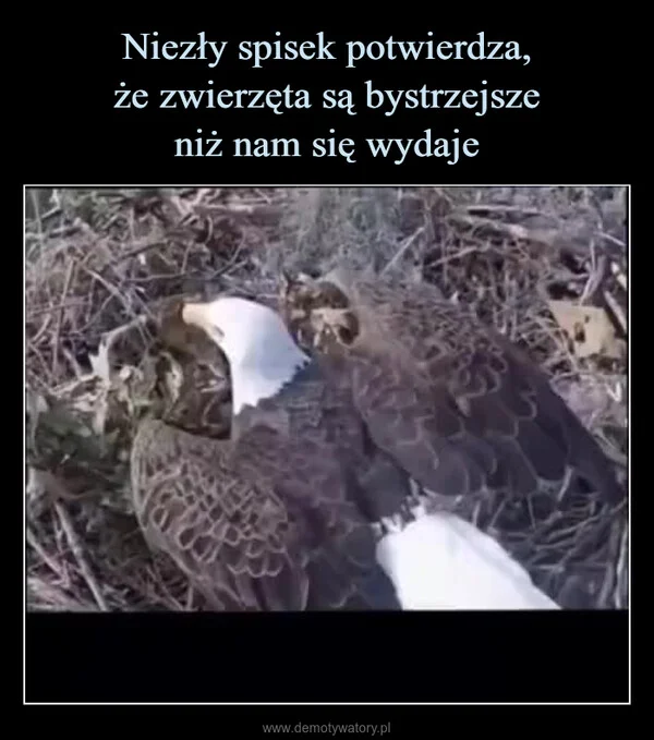 
    Niezły spisek potwierdza, że zwierzęta są bystrzejsze niż nam się wydaje
