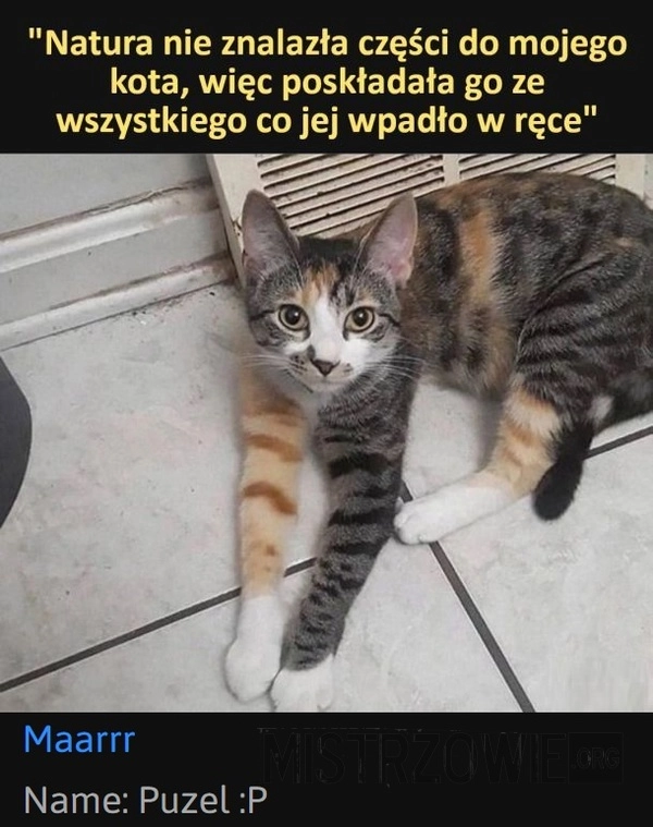 
    Kot
