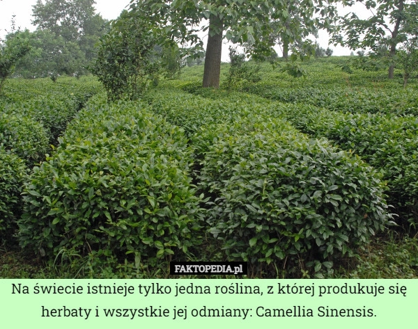 
    Na świecie istnieje tylko jedna roślina, z której produkuje się herbaty