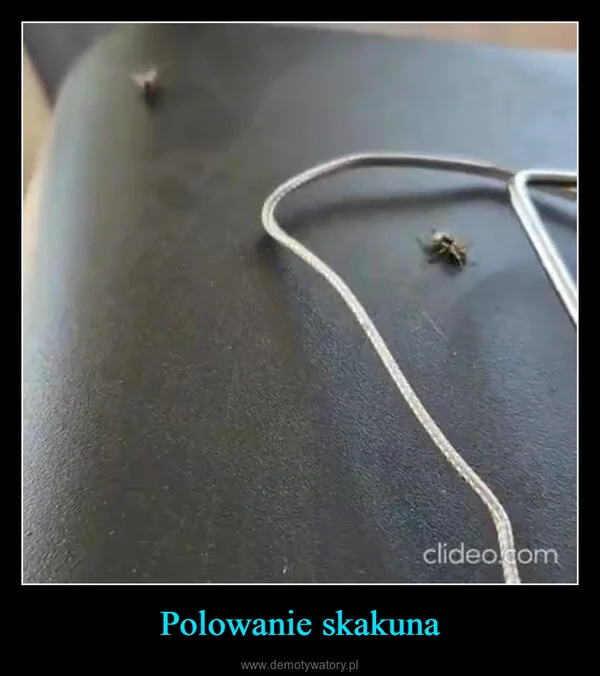
    Polowanie skakuna