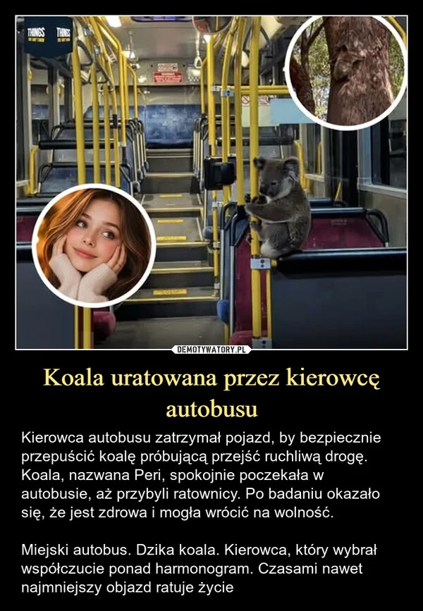 
    Koala uratowana przez kierowcę autobusu