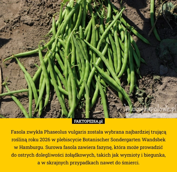 
    Fasola zwykła Phaseolus vulgaris została wybrana najbardziej trującą rośliną