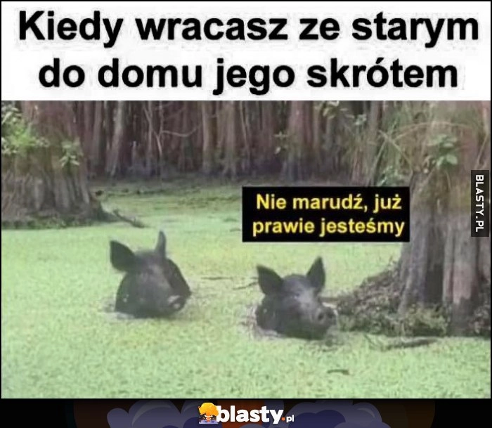 
    Kiedy wracasz ze starym do domu jego skrótem: nie marudź już prawie jesteśmy dziki bagno