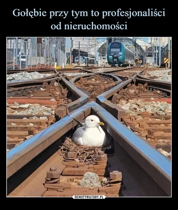 
    Gołębie przy tym to profesjonaliści od nieruchomości