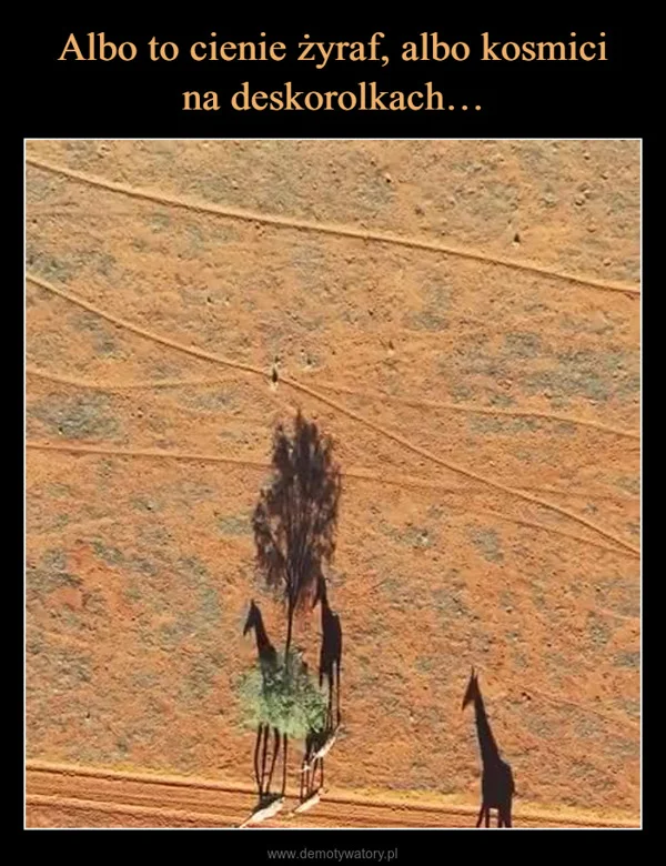 
    Albo to cienie żyraf, albo kosmici na deskorolkach…