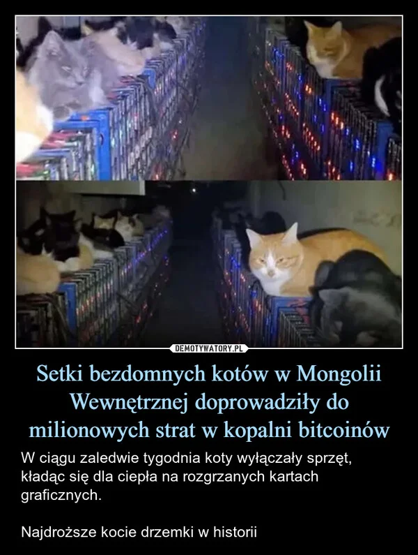 
    Setki bezdomnych kotów w Mongolii Wewnętrznej doprowadziły do milionowych strat w kopalni bitcoinów