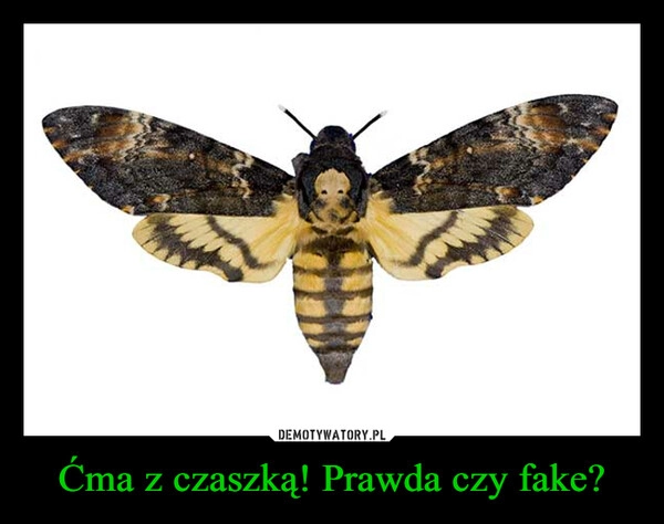 
    Ćma z czaszką! Prawda czy fake?