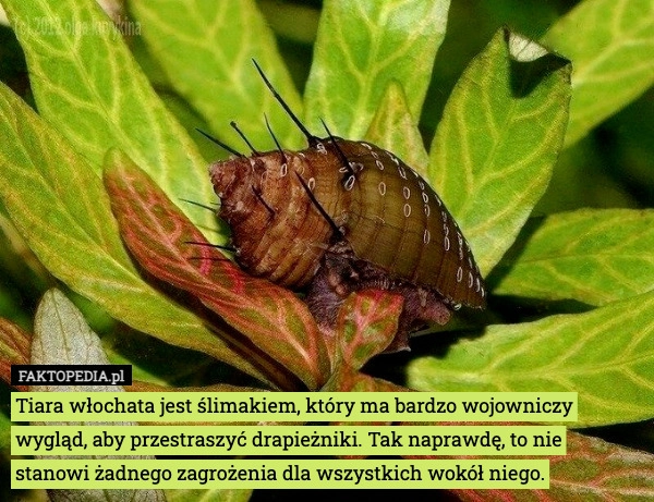 
    Tiara włochata jest ślimakiem, który ma bardzo wojowniczy wygląd, aby przestraszyć