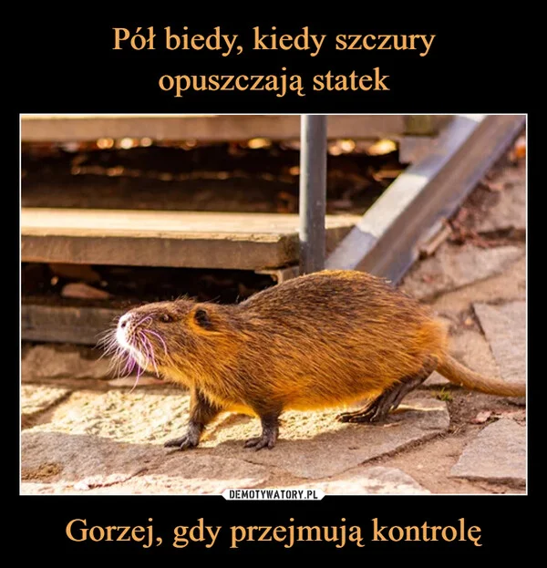 
    Pół biedy, kiedy szczury opuszczają statek Gorzej, gdy przejmują kontrolę