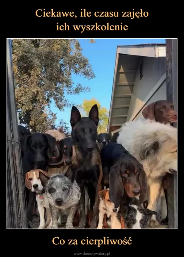 
    Ciekawe, ile czasu zajęło ich wyszkolenie Co za cierpliwość