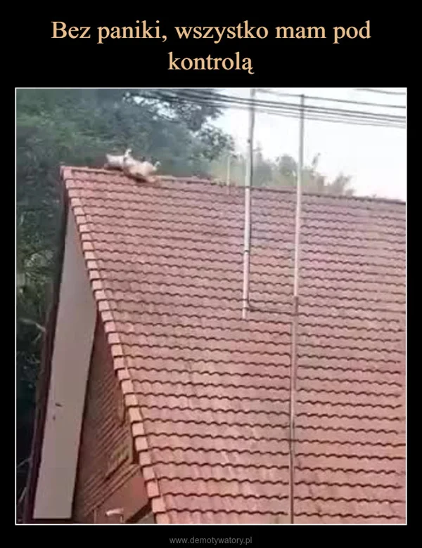Bez paniki, wszystko mam pod kontrolą