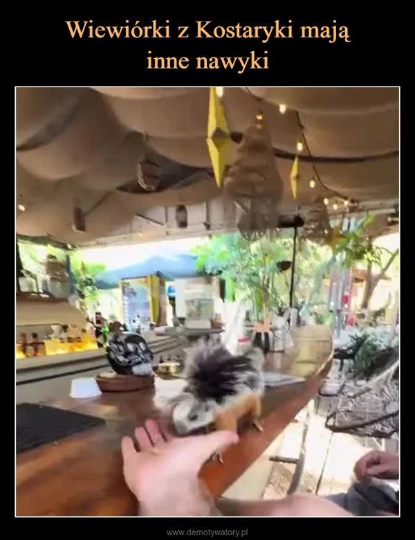 
    Wiewiórki z Kostaryki mają inne nawyki