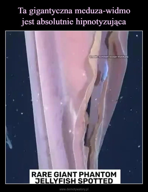 
    Ta gigantyczna meduza-widmo jest absolutnie hipnotyzująca