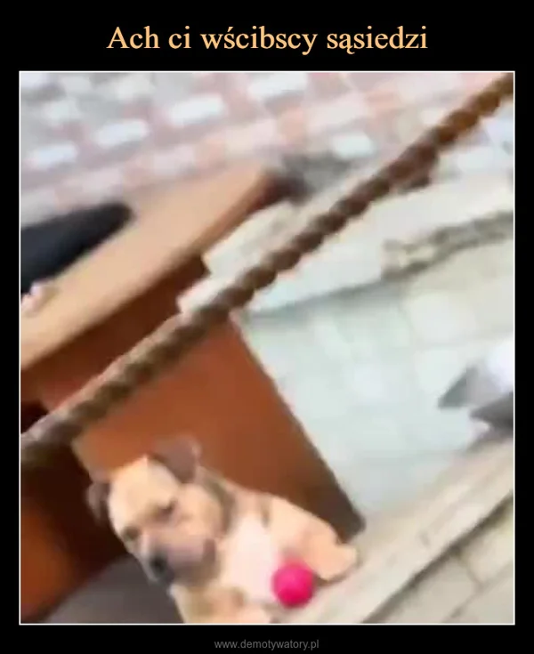 
    Ach ci wścibscy sąsiedzi