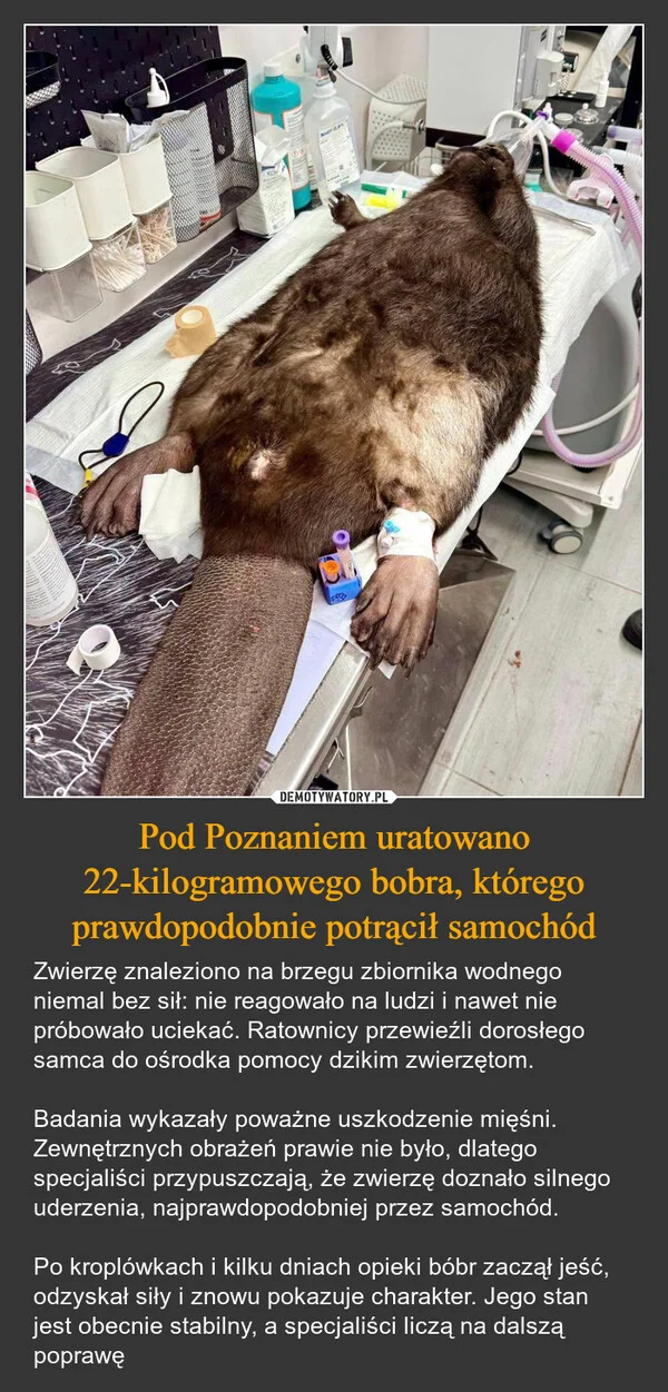 
    Pod Poznaniem uratowano 22-kilogramowego bobra, którego prawdopodobnie potrącił samochód