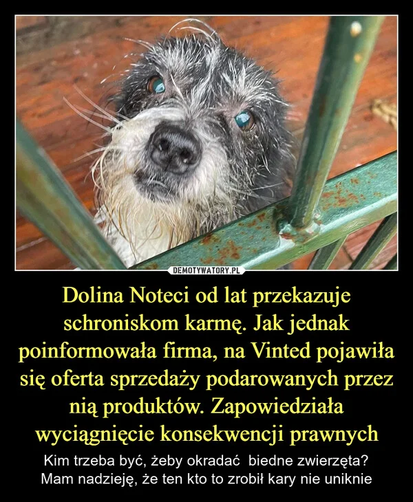 
    Dolina Noteci od lat przekazuje schroniskom karmę. Jak jednak poinformowała firma, na Vinted pojawiła się oferta sprzedaży podarowanych przez nią produktów. Zapowiedziała wyciągnięcie konsekwencji prawnych