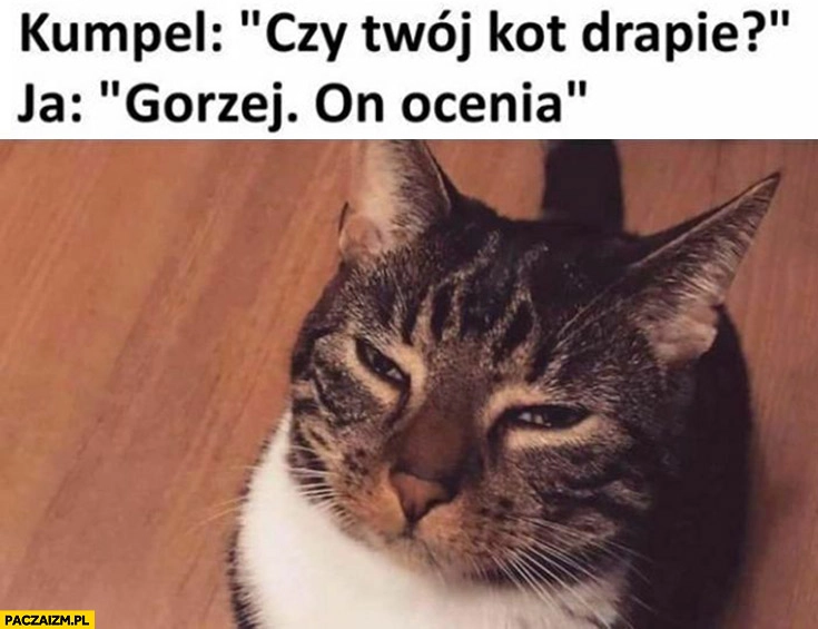 
    Kot kumpel czy Twój kot drapie? Ja: gorzej, on ocenia