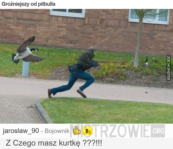 
    Groźniejszy od pitbulla